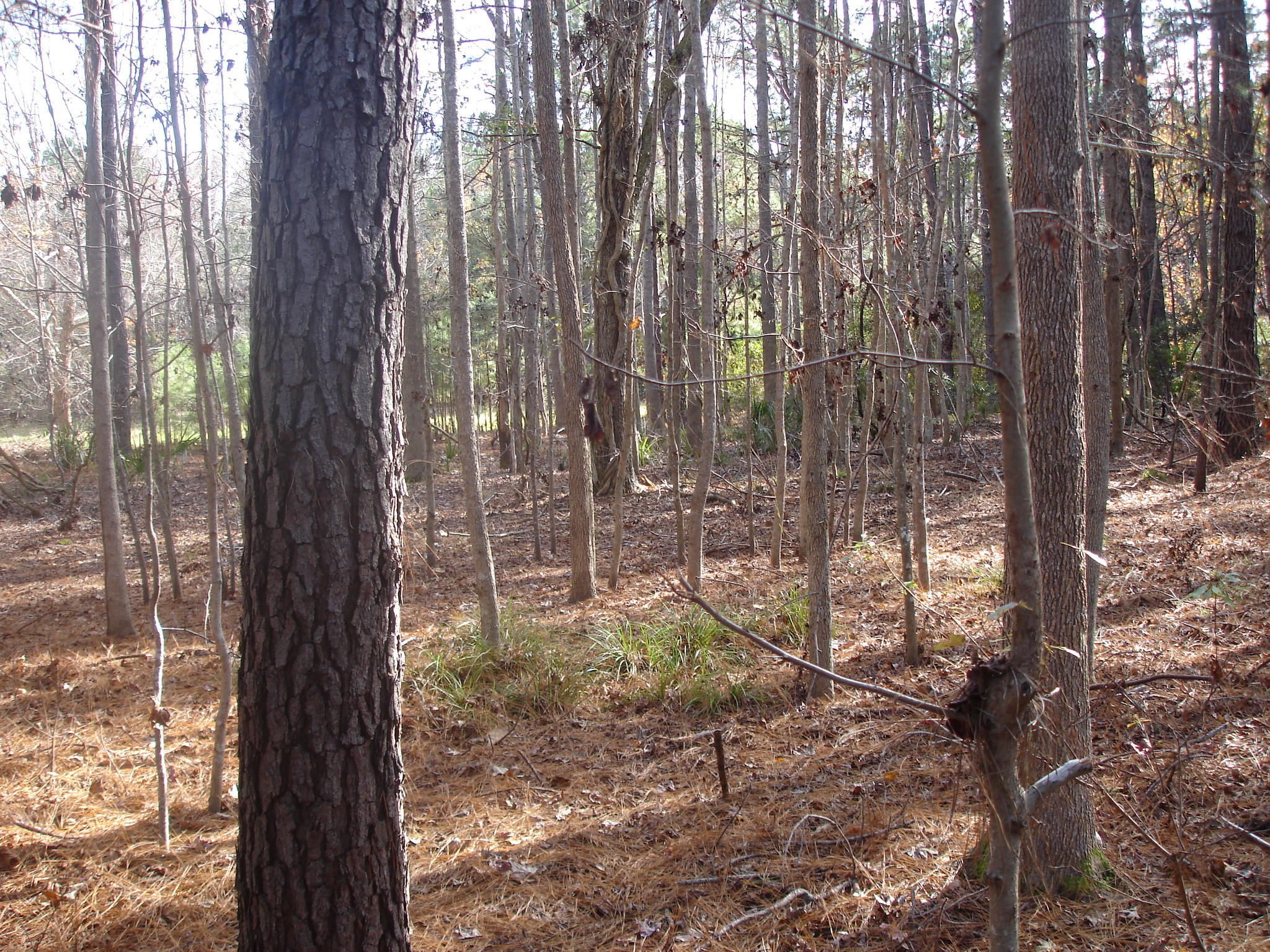 7727 White Point Road Meggett, SC 29449 - Photo 17 of 20 white point waring (6)