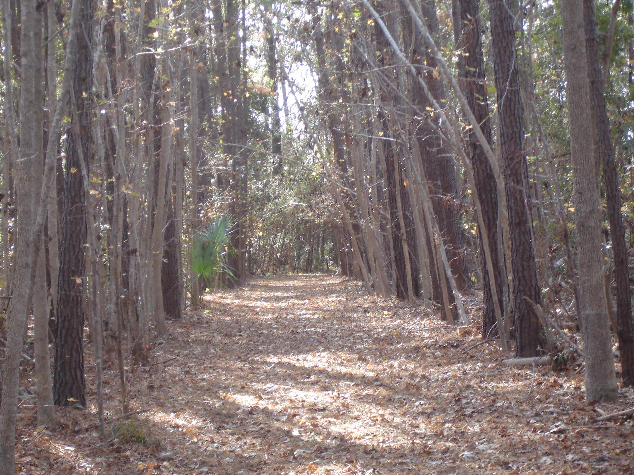 7727 White Point Road Meggett, SC 29449 - Photo 18 of 20 white point waring (5)