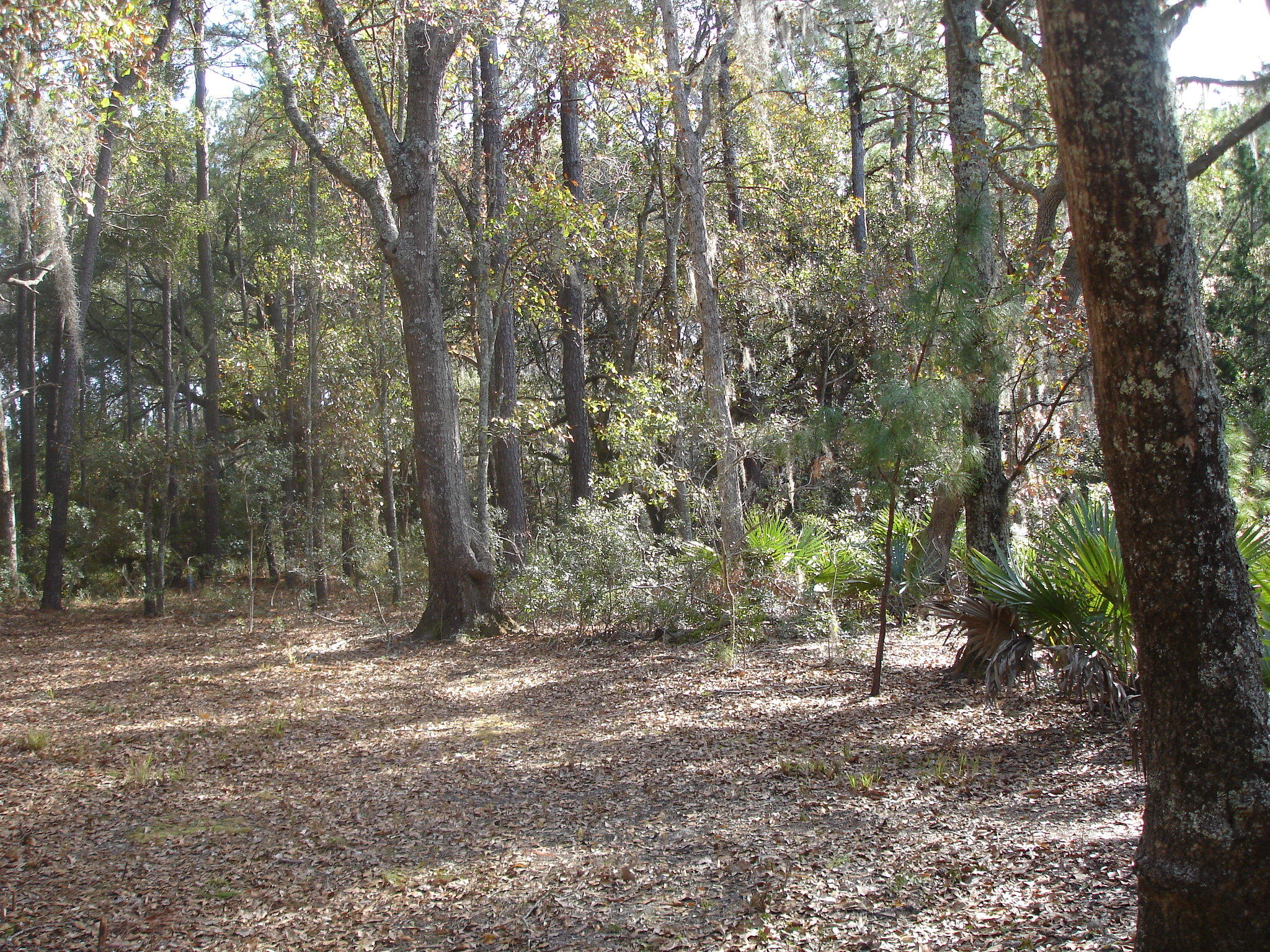 7727 White Point Road Meggett, SC 29449 - Photo 4 of 20 white point waring (18)