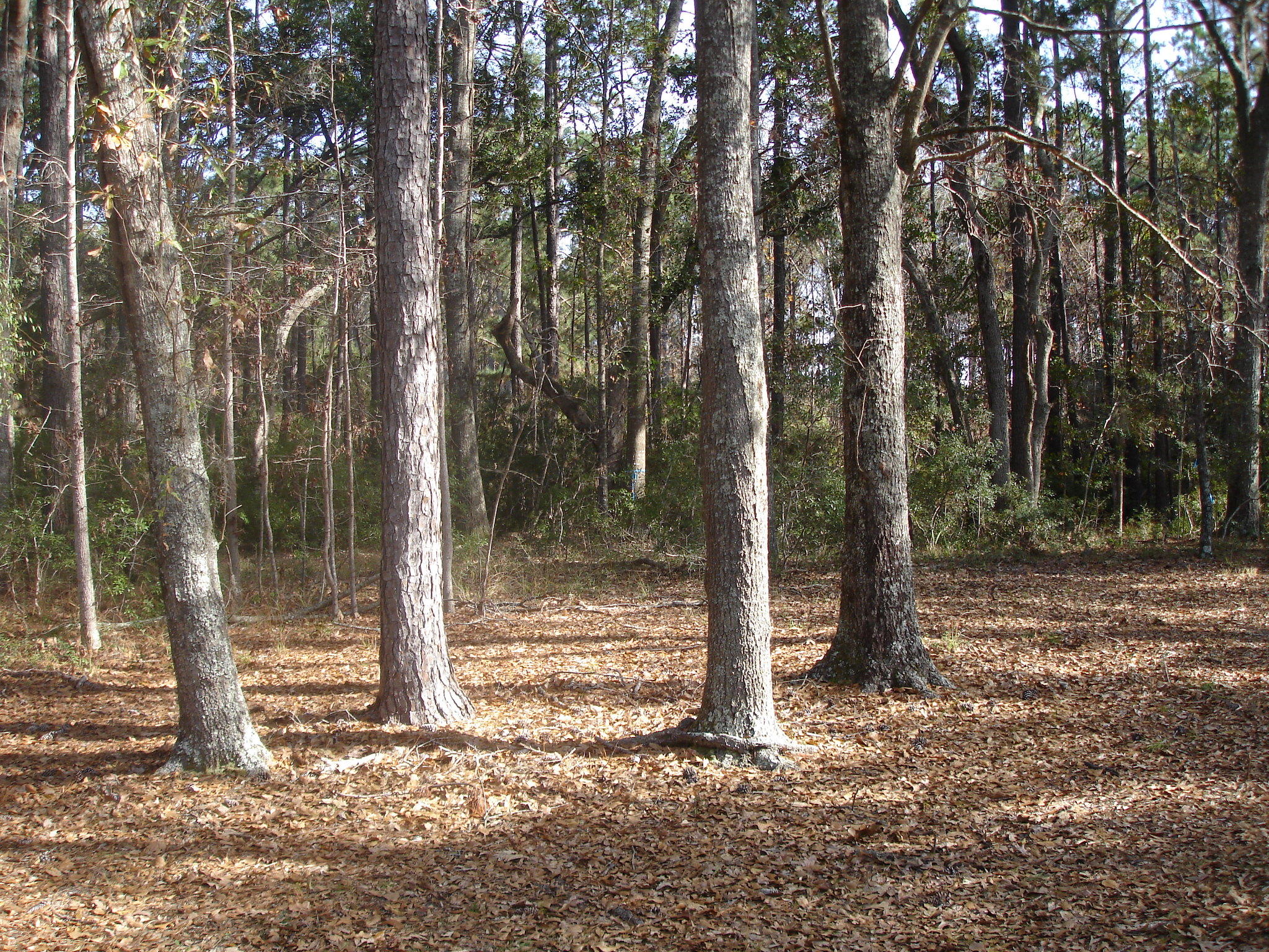 7727 White Point Road Meggett, SC 29449 - Photo 7 of 20 white point waring (1)