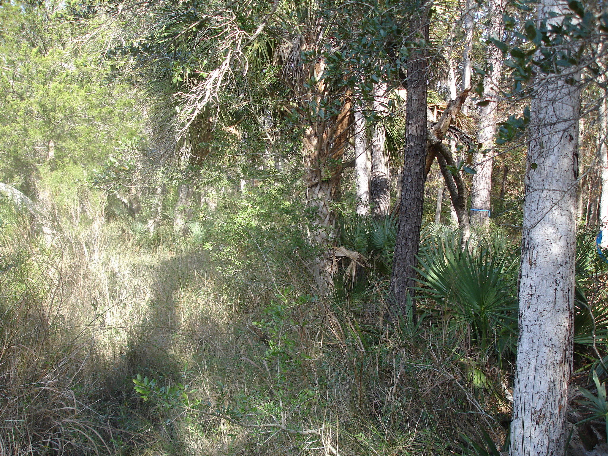 7727 White Point Road Meggett, SC 29449 - Photo 8 of 20 white point waring (17)