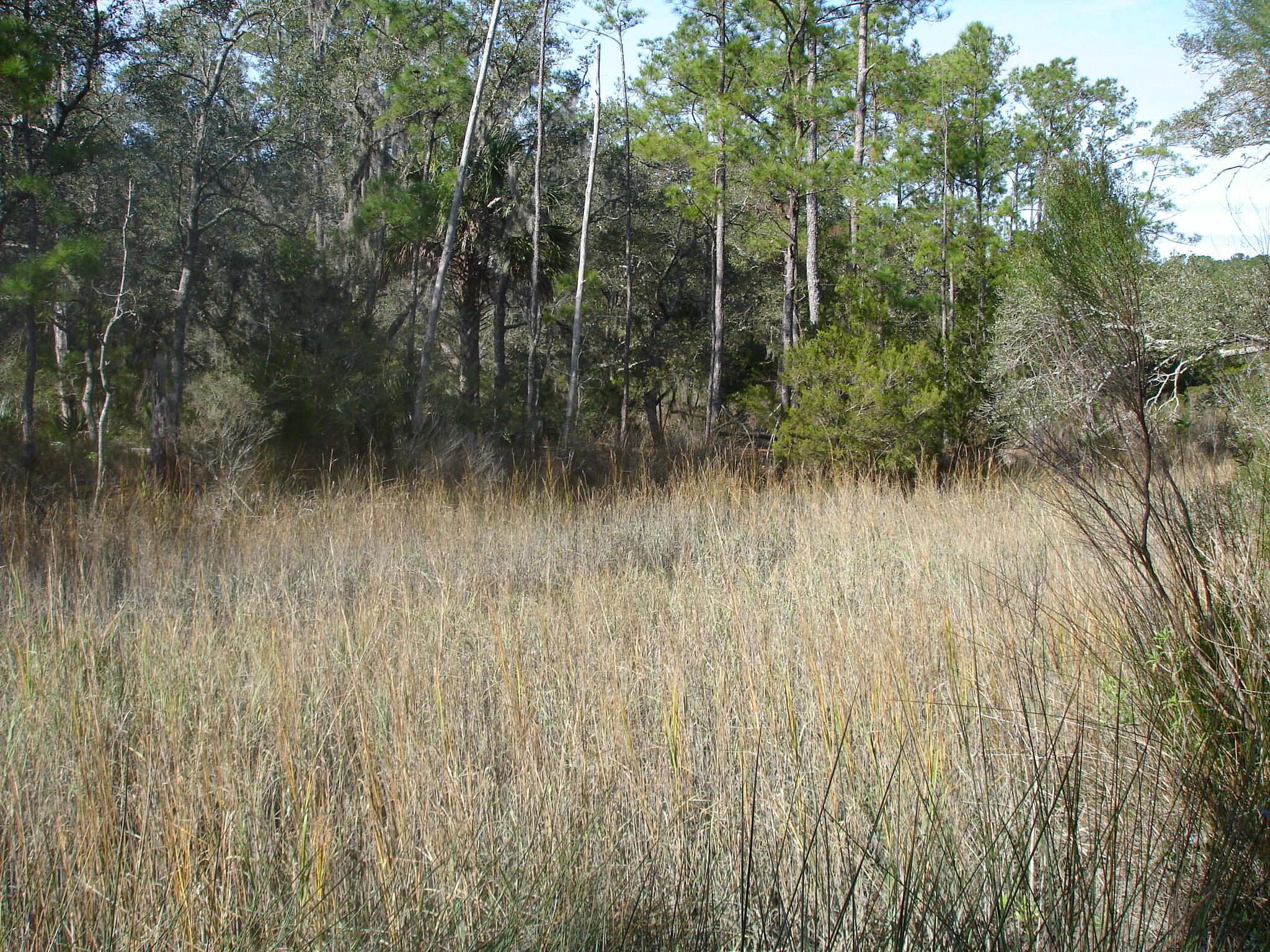 7727 White Point Road Meggett, SC 29449 - Photo 9 of 20 white point waring (16)
