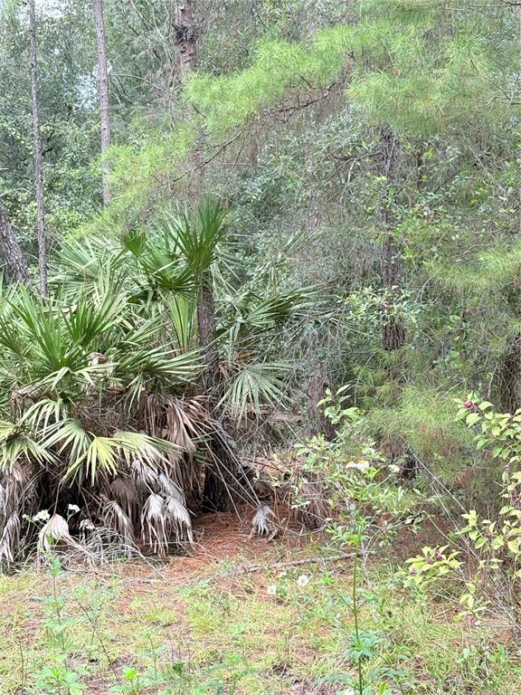 0 Northeast 237th Court Salt Springs, FL 32134 - Photo 1 of 3