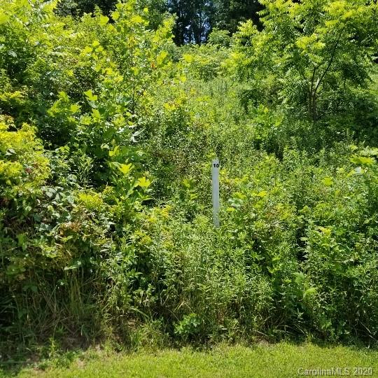 a view of a lush green forest