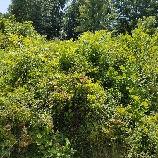 Tbd-10 Ivy Ridge Road Burnsville, NC 28714 - Photo 3 of 7 a view of a large yard with lots of bushes