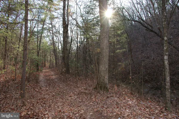 a view of a forest with trees in the background