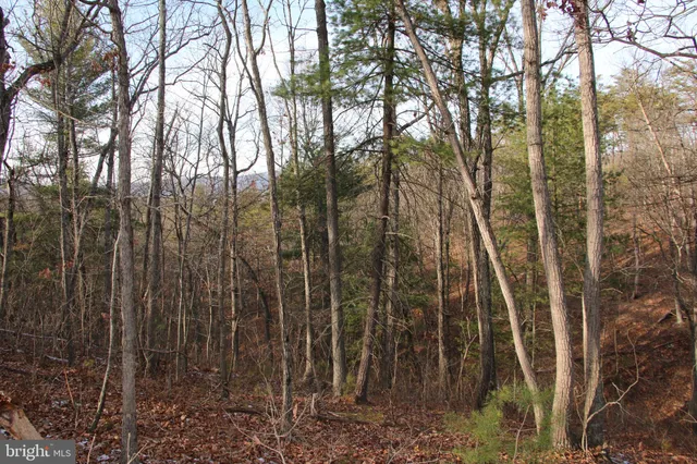 a view of backyard with tree