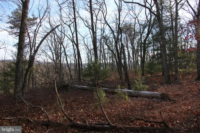 a view of backyard with green space