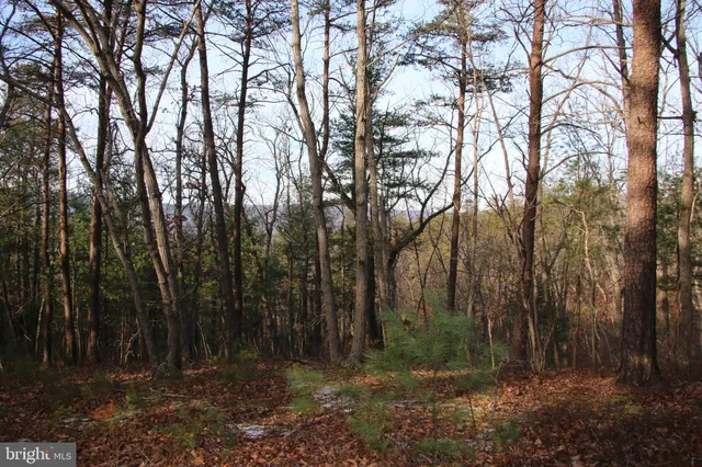 a view of backyard with trees