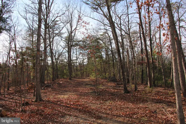 a view of a city with a tree in the background