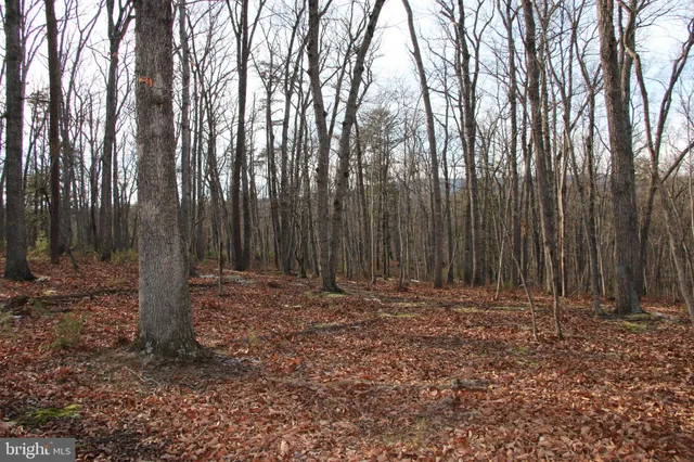 a view of tree with lots of green space