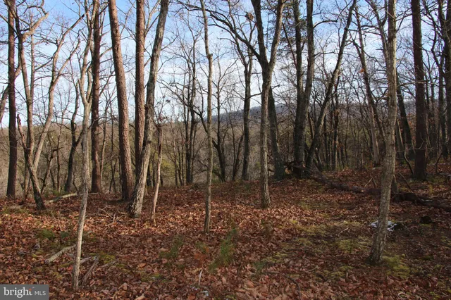 a view of a forest with trees in the background