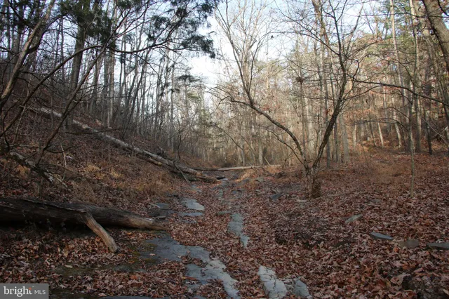 a view of a yard with plants and trees