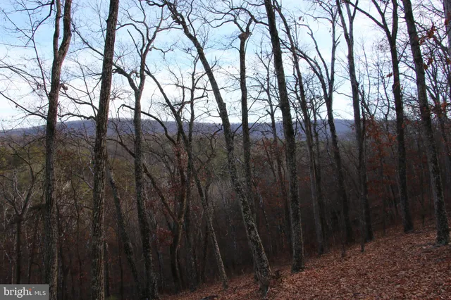 a view of trees with lots of trees