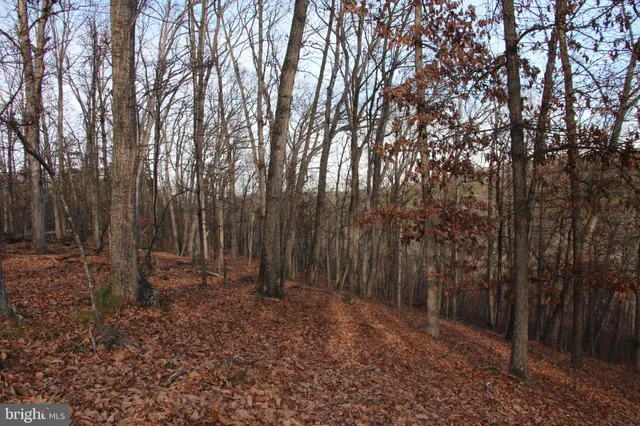 a view of backyard with tree