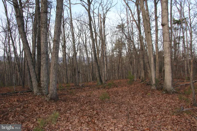 a view of a forest with trees in the background