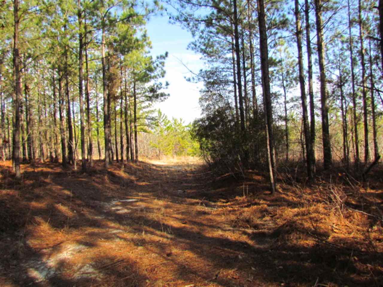 Arnold Sellers Road Chesterfield, SC 29709 - Photo 1 of 1 Gallery Image 1