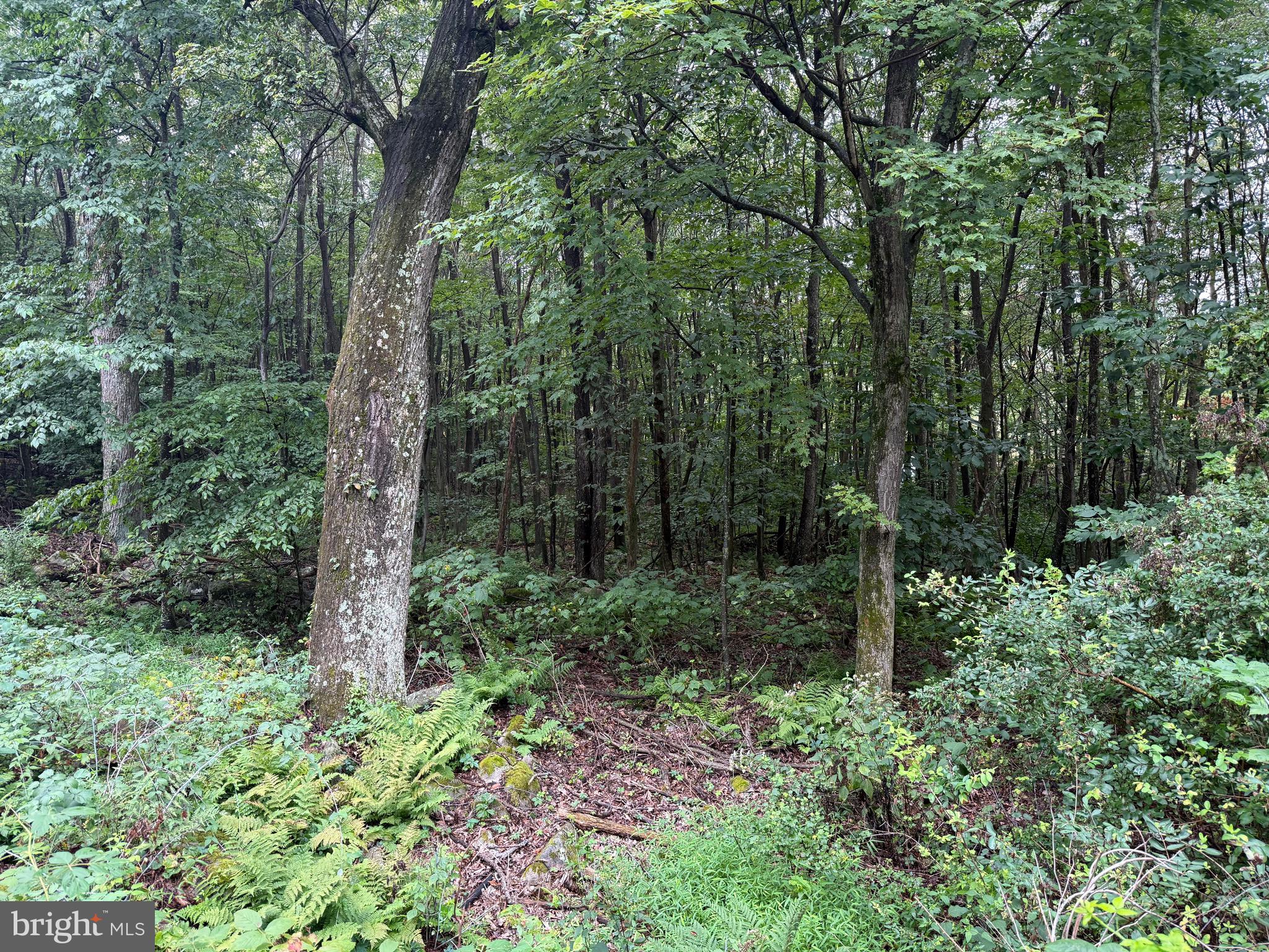 0 Pinnacle Road Keyser, WV 26726 - Photo 59 of 61