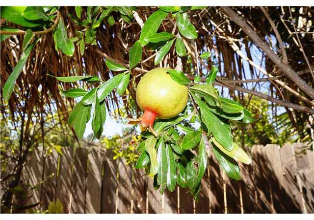 10480 Del Rio Road Spring Valley, CA 91978 - Photo 17 of 17 Your own mature Pomegranate Tree
