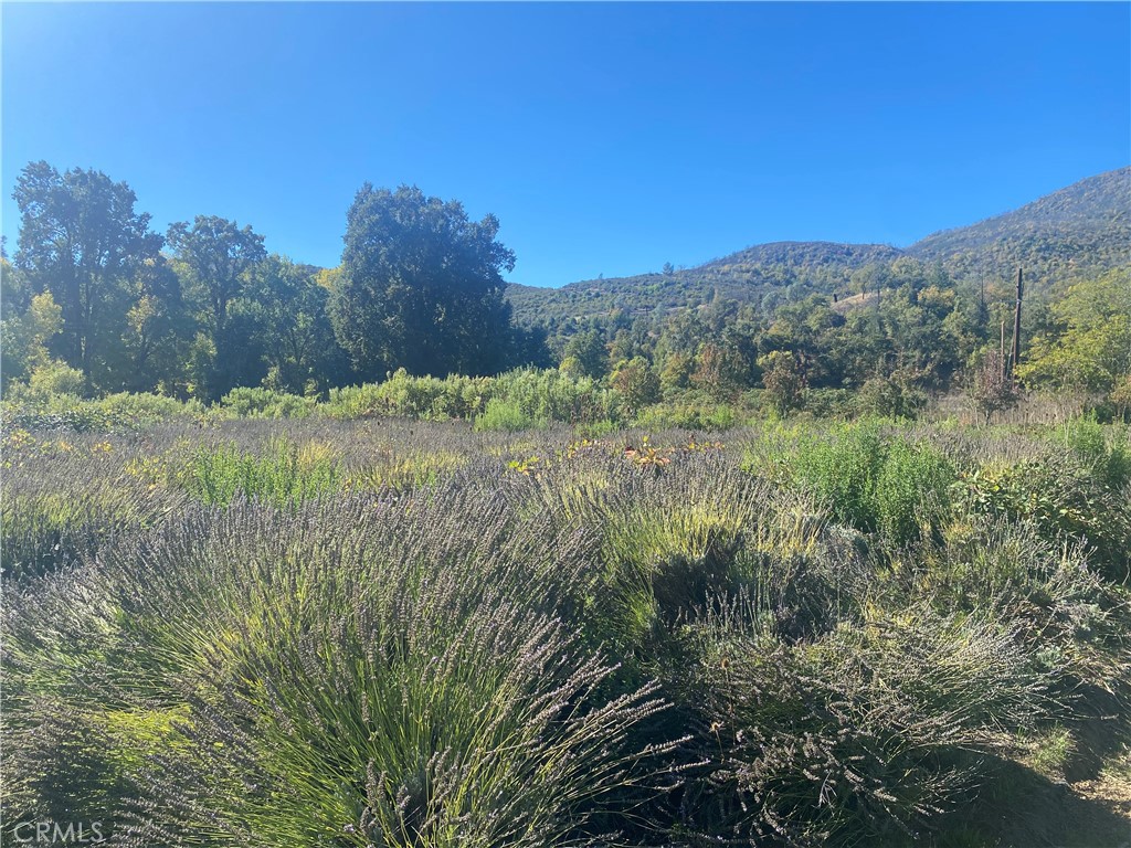 11255 Rancheria Road Upper Lake, CA 95485 - Photo 24 of 46 a view of a field with a tree in the background