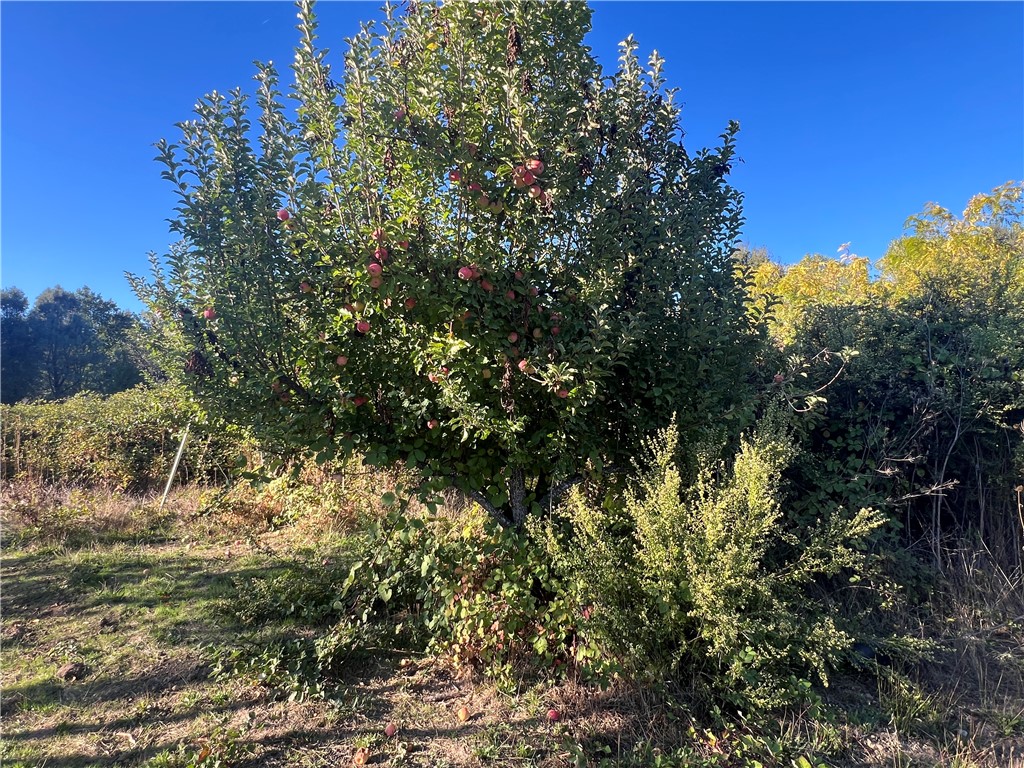 11255 Rancheria Road Upper Lake, CA 95485 - Photo 36 of 46 a view of a tree