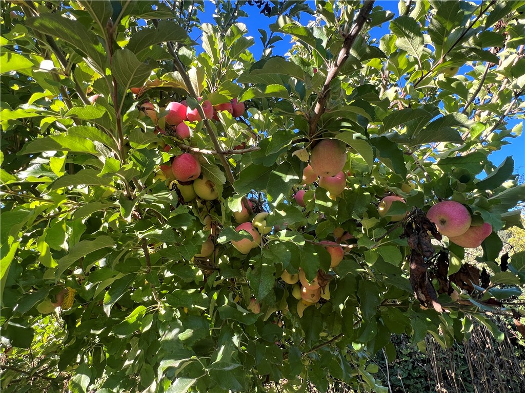 11255 Rancheria Road Upper Lake, CA 95485 - Photo 37 of 46 a picture of tree