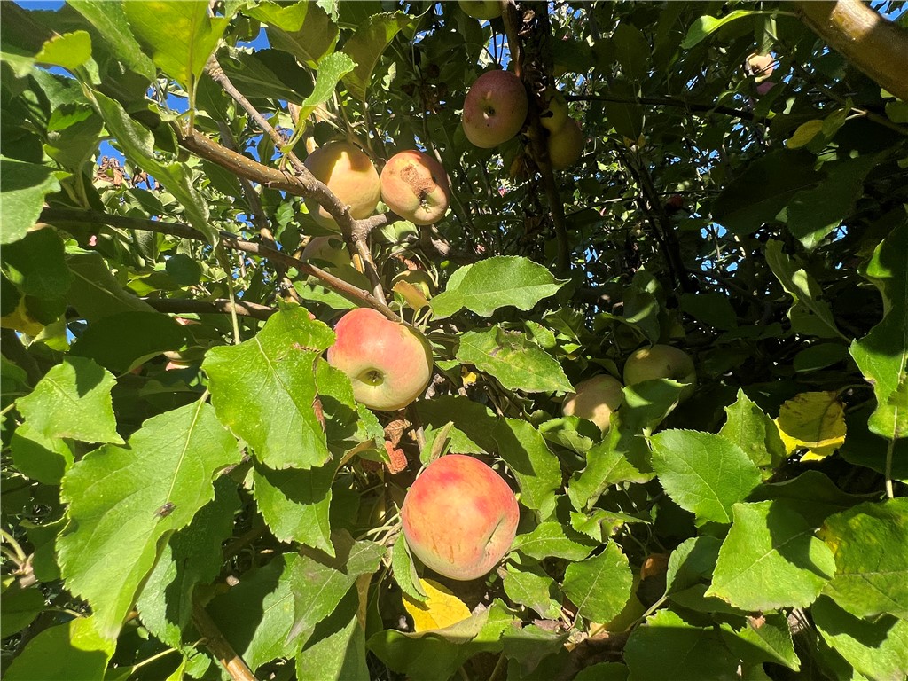 11255 Rancheria Road Upper Lake, CA 95485 - Photo 38 of 46 a backyard of a house with lots of green space