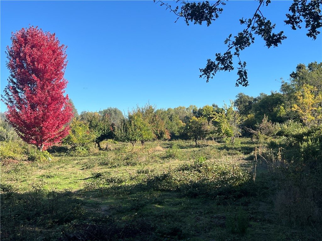 11255 Rancheria Road Upper Lake, CA 95485 - Photo 7 of 46 a view of a yard with a tree
