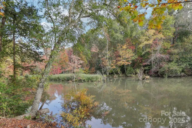 a view of a forest with trees