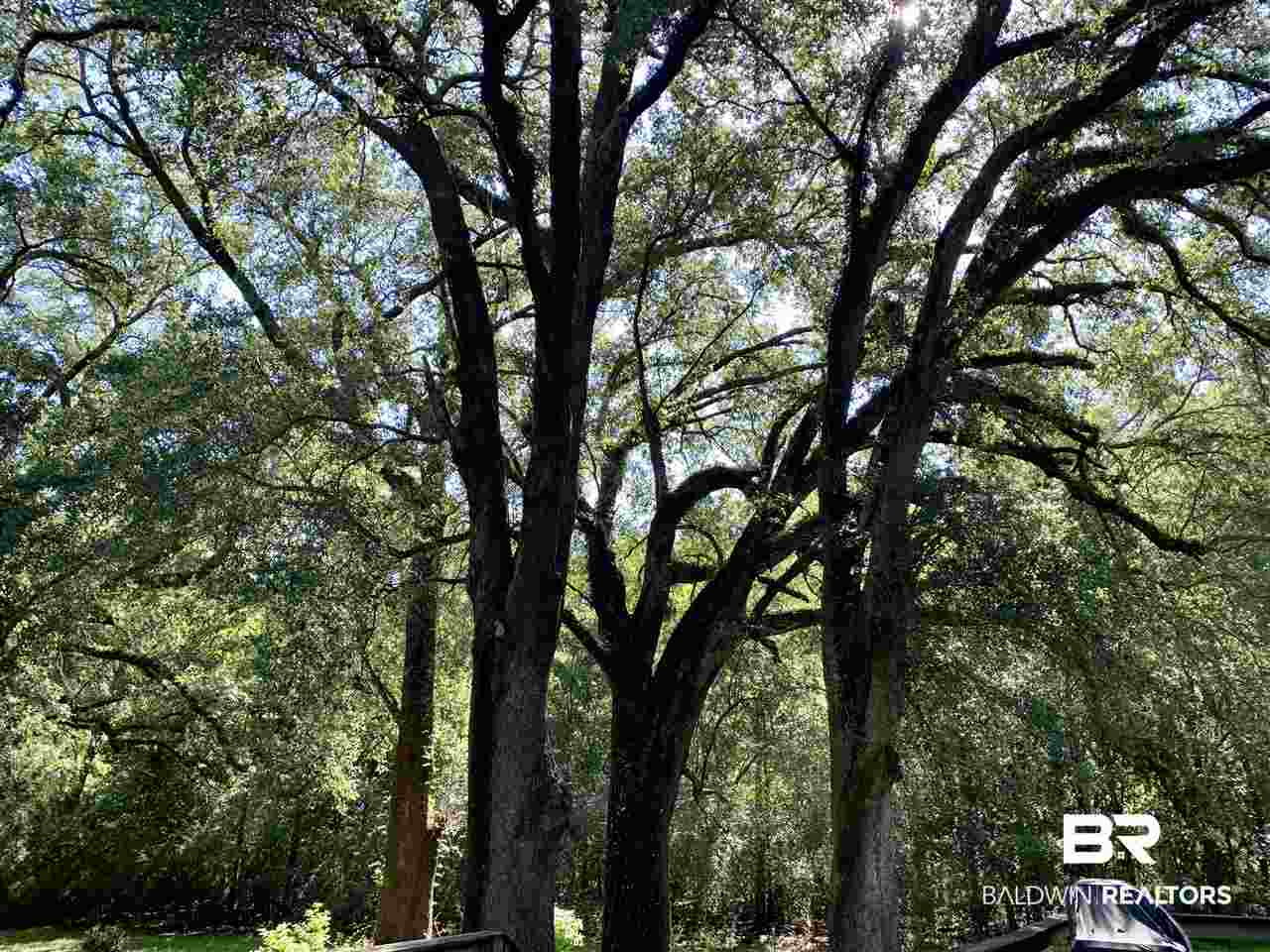 17071 County Road 52 Silverhill, AL 36576 - Photo 31 of 44 Numerous huge trees