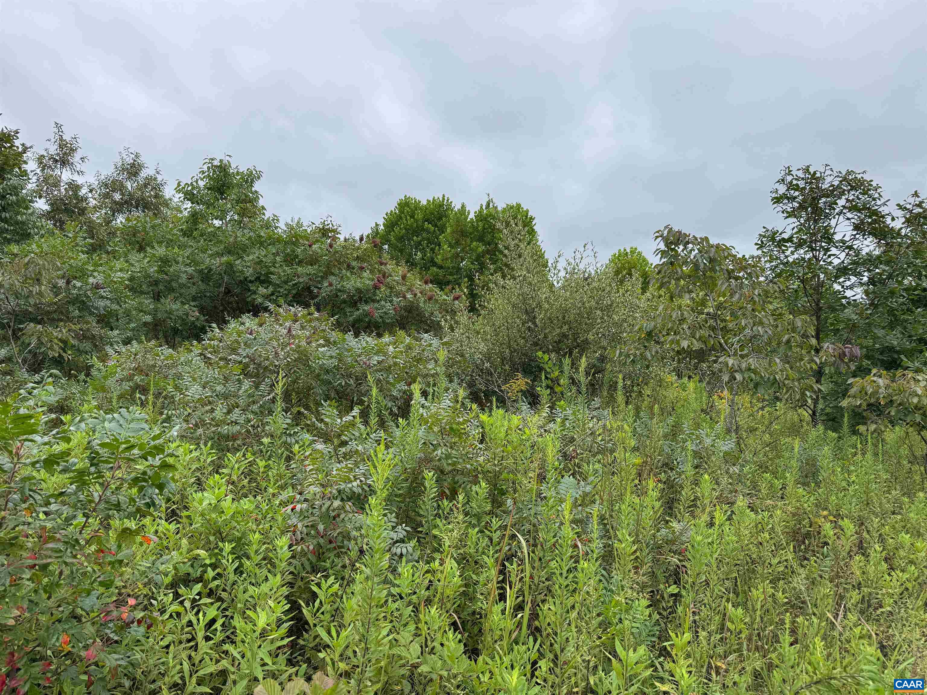 Tba Old Green Mountain Road Esmont, VA 22937 - Photo 20 of 33