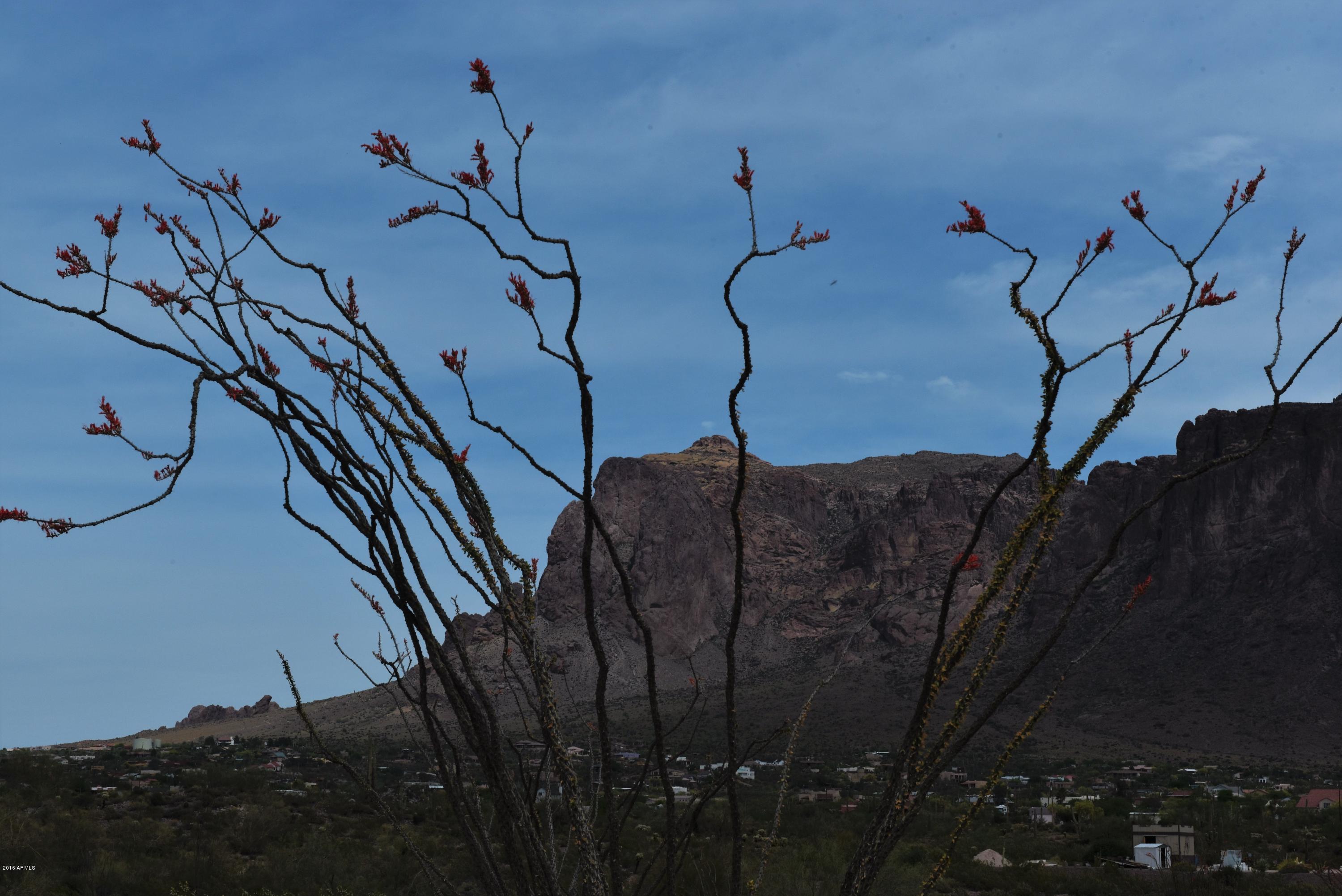 0 North Boyd Road Apache Junction, AZ 85119 - Photo 7 of 8 Blooming Ocotillo