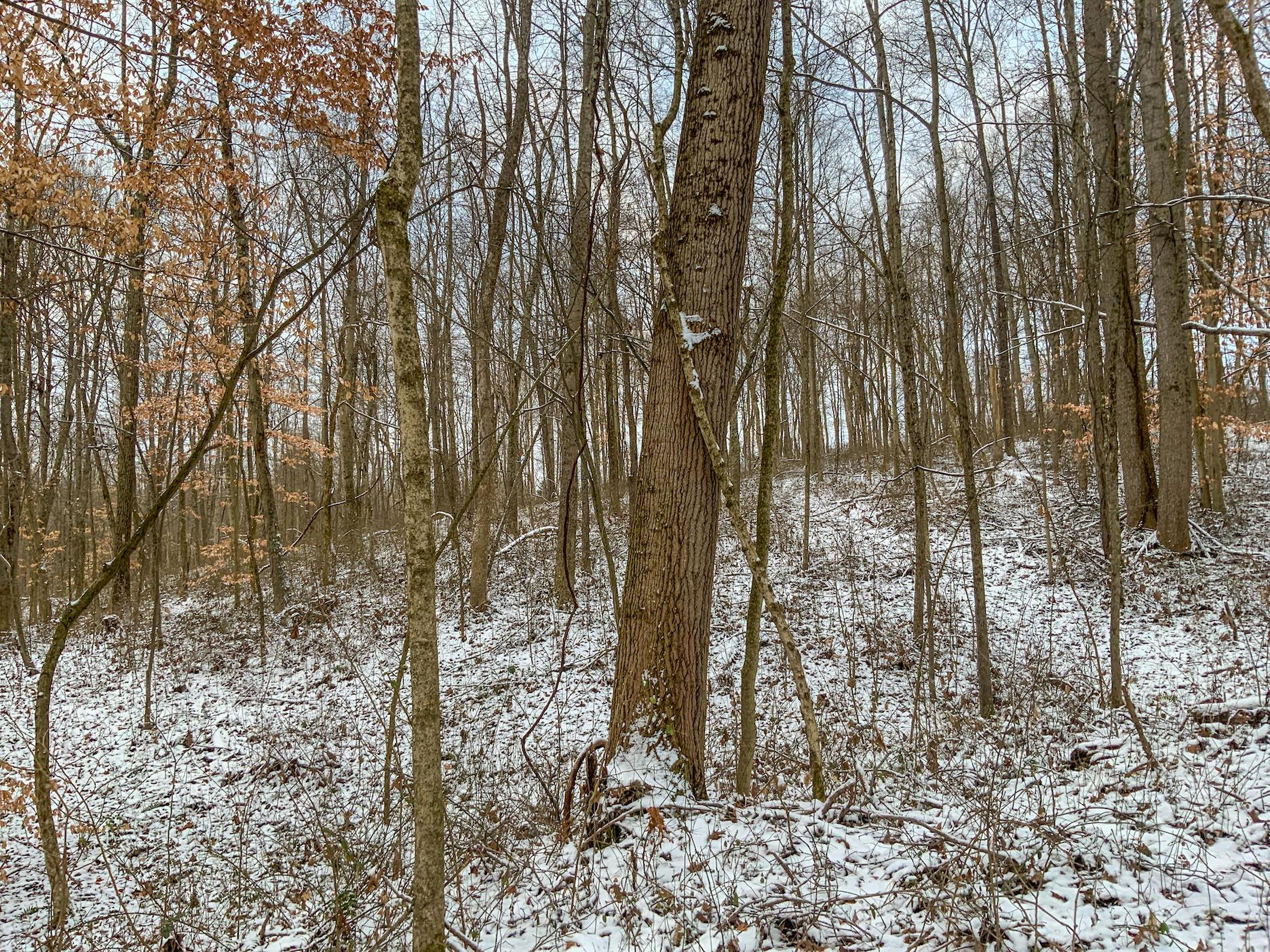 0 Buckeye Ridge Road Chesterhill, OH 43728 - Photo 16 of 27