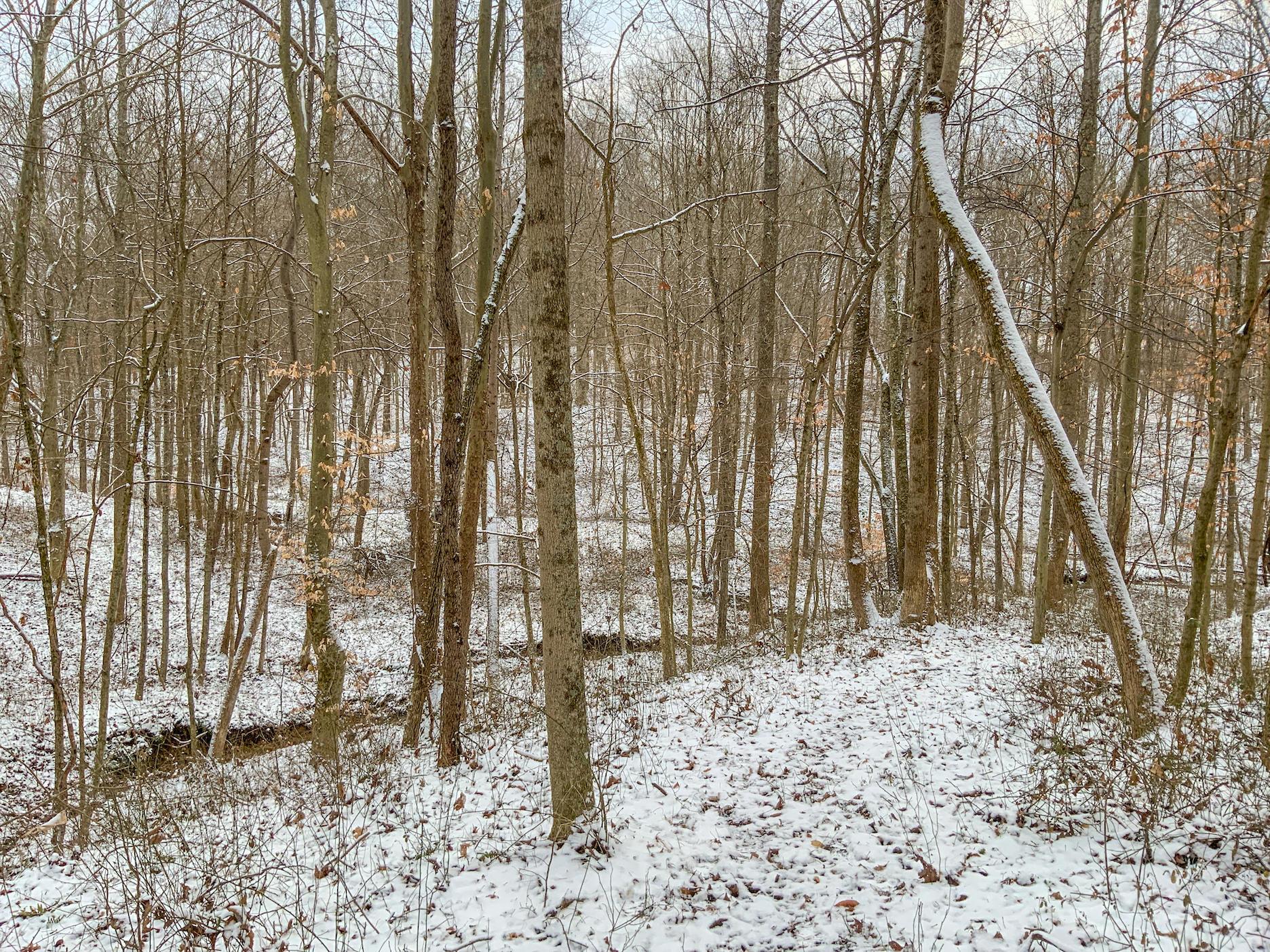0 Buckeye Ridge Road Chesterhill, OH 43728 - Photo 18 of 27