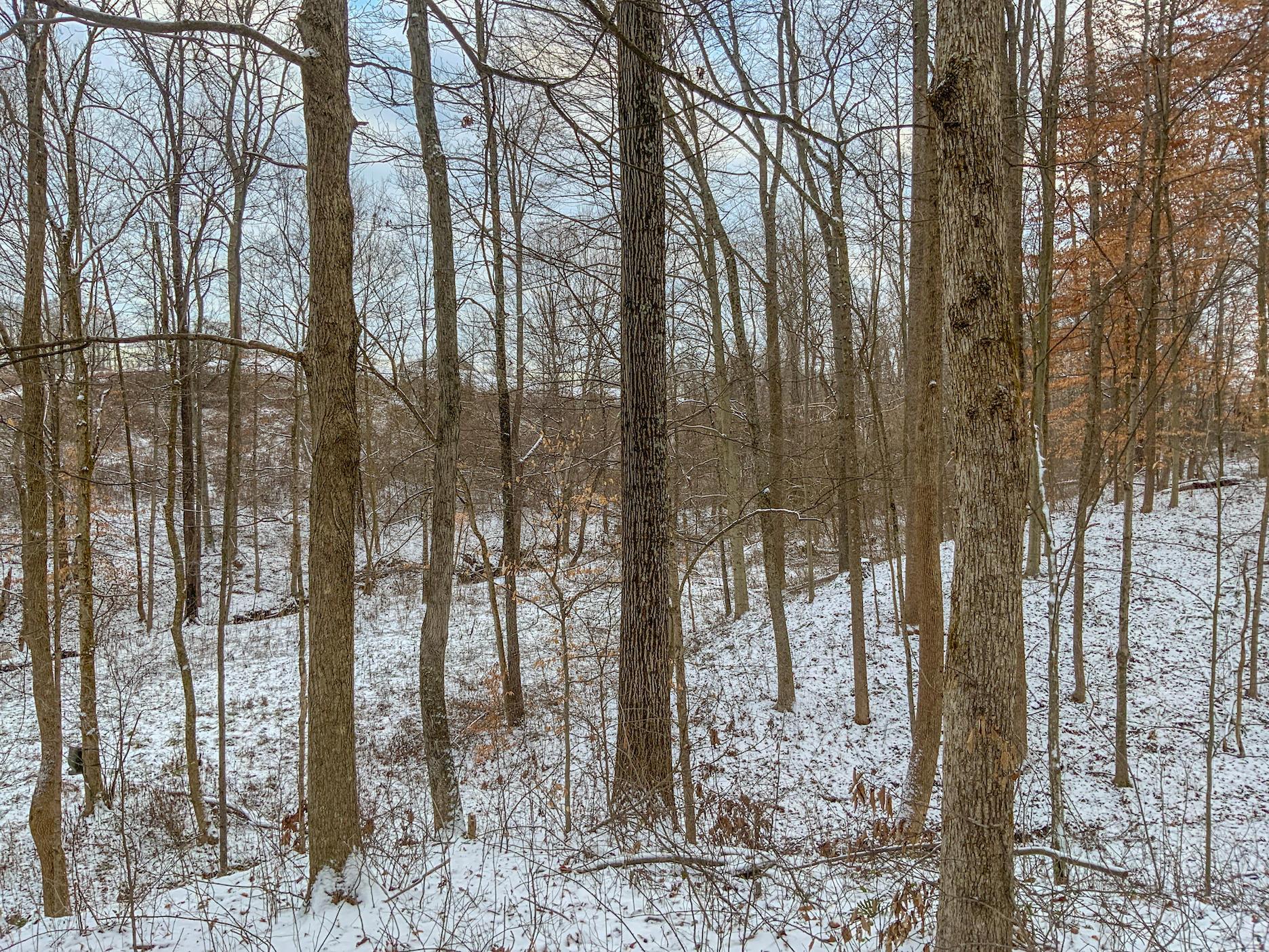 0 Buckeye Ridge Road Chesterhill, OH 43728 - Photo 21 of 27