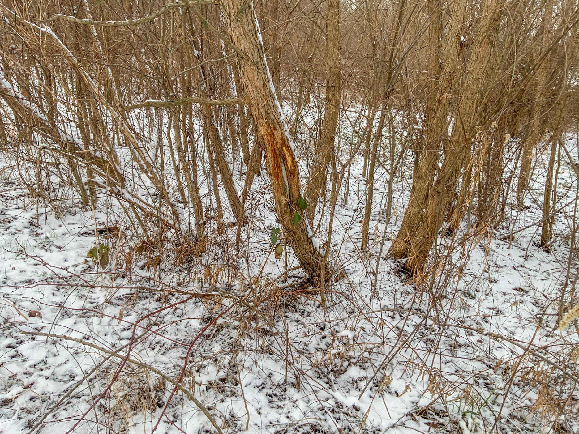 0 Buckeye Ridge Road Chesterhill, OH 43728 - Photo 25 of 27
