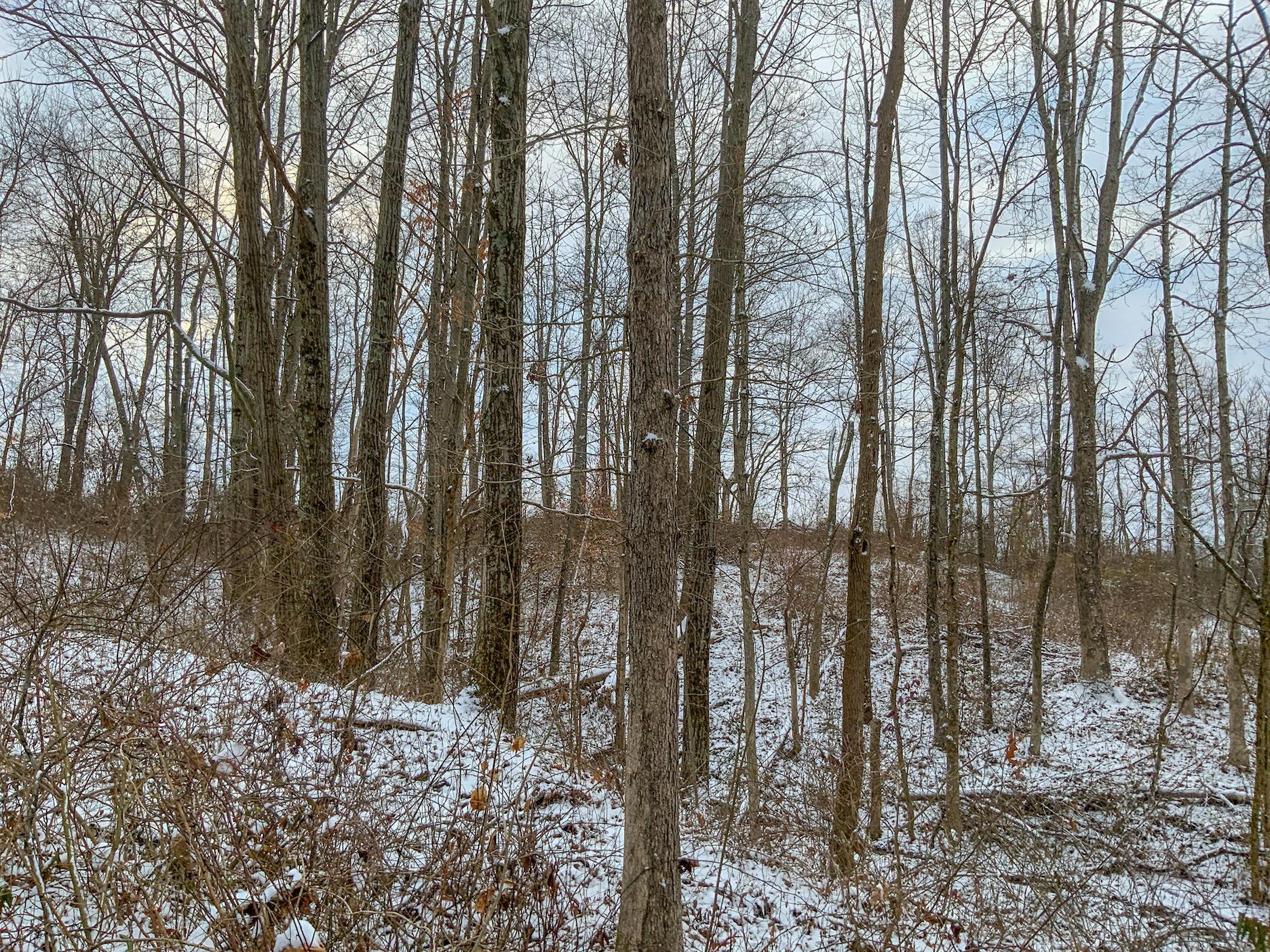 0 Buckeye Ridge Road Chesterhill, OH 43728 - Photo 6 of 27