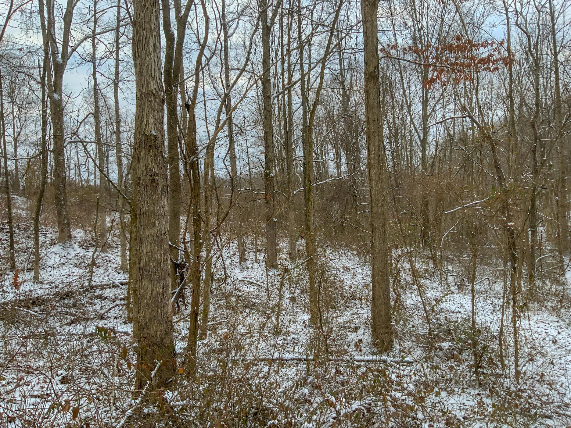 0 Buckeye Ridge Road Chesterhill, OH 43728 - Photo 7 of 27