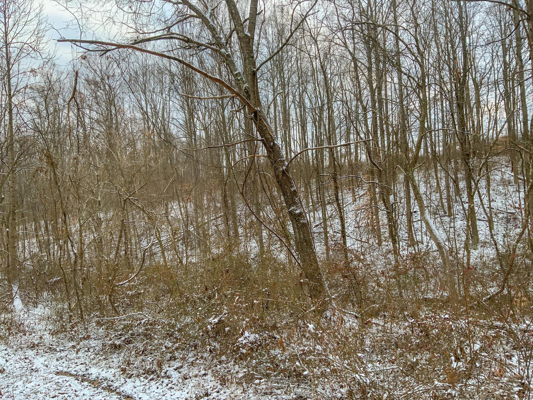 0 Buckeye Ridge Road Chesterhill, OH 43728 - Photo 8 of 27