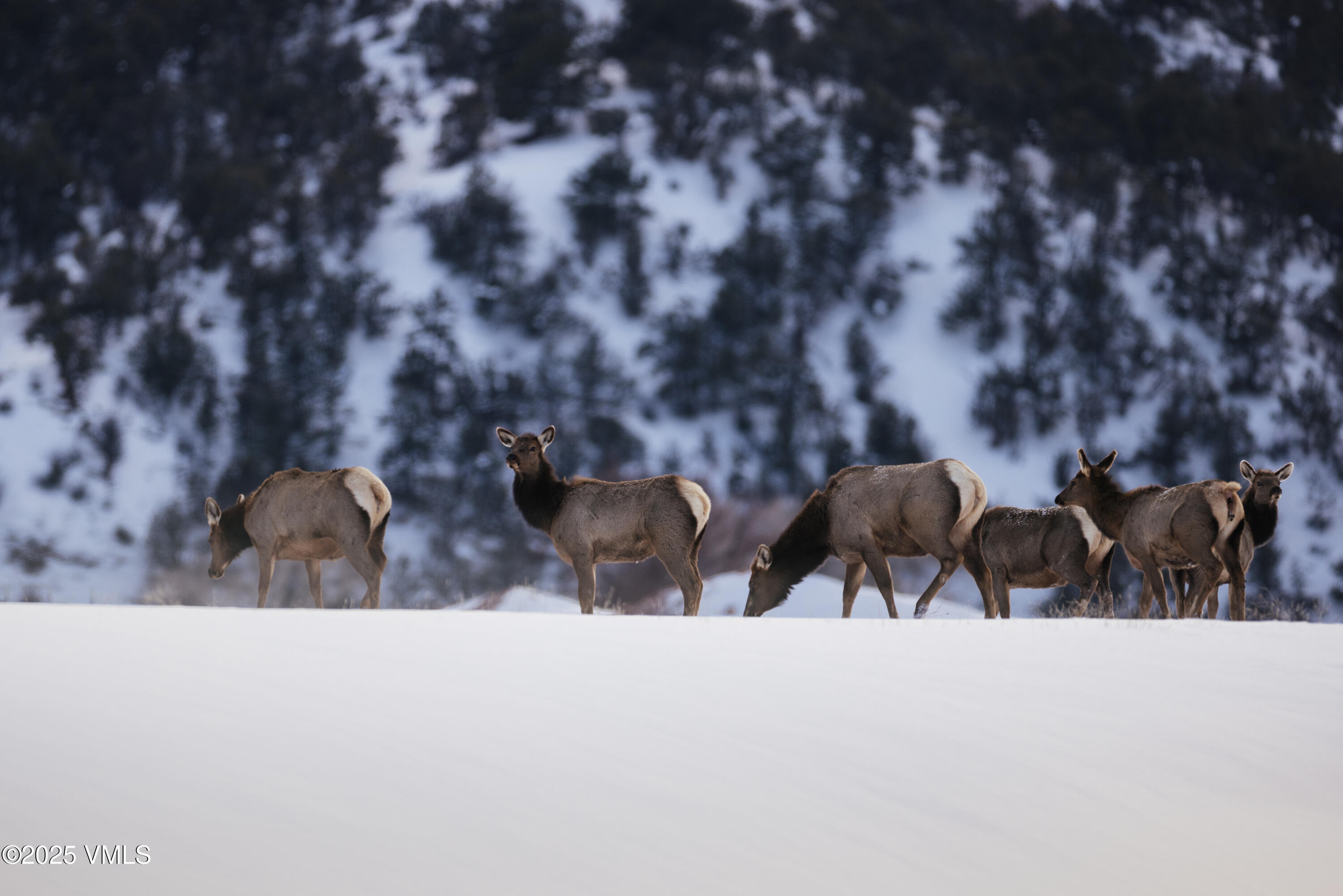 84 Tallgrass Gypsum, CO 81637 - Photo 13 of 13 a view of a bunch of trees and a tree