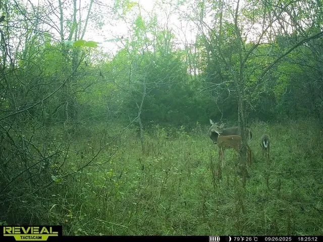 $200,000 | Tract A Shaw School Road, Odessa, MO 64076