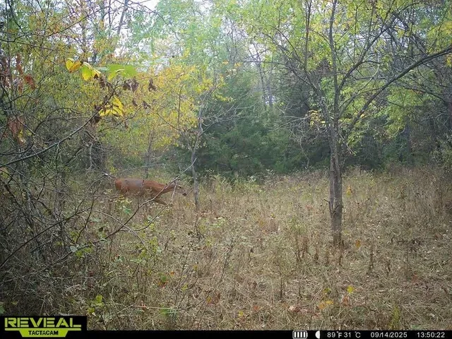 $200,000 | Tract A Shaw School Road, Odessa, MO 64076