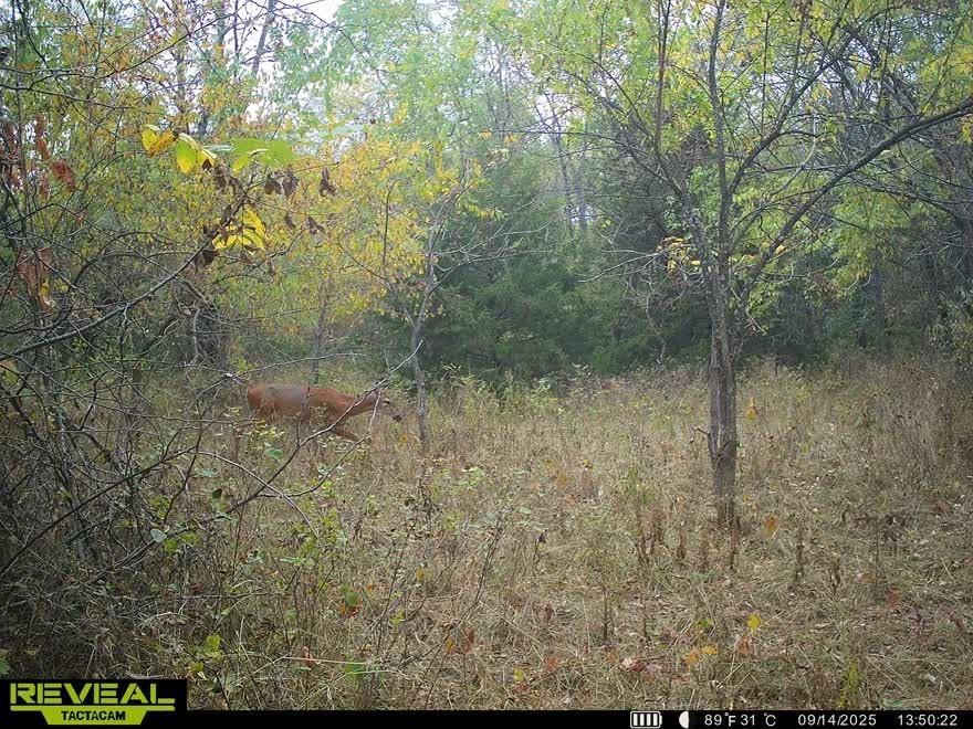 Tract A Shaw School Road Odessa, MO 64076 - Photo 7 of 11