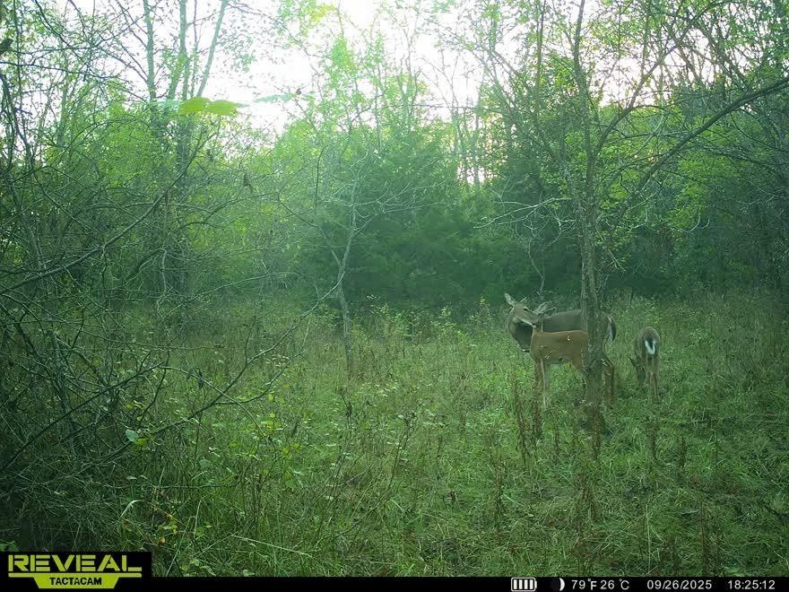 Tract A Shaw School Road Odessa, MO 64076 - Photo 8 of 11