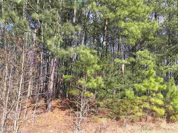 a view of a forest with a tree