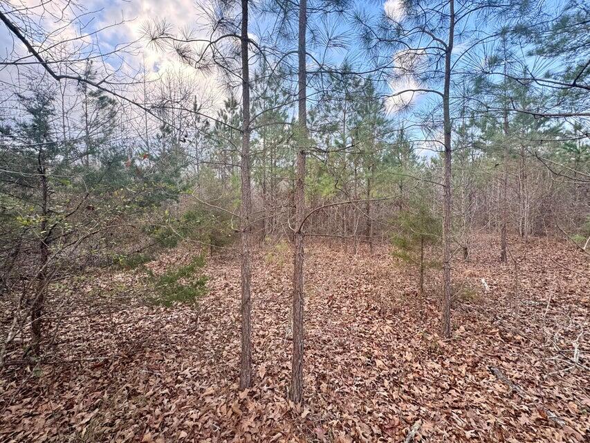 9 Cr 64 Road Dennis, MS 38838 - Photo 4 of 5 20250208213143596471000000-o