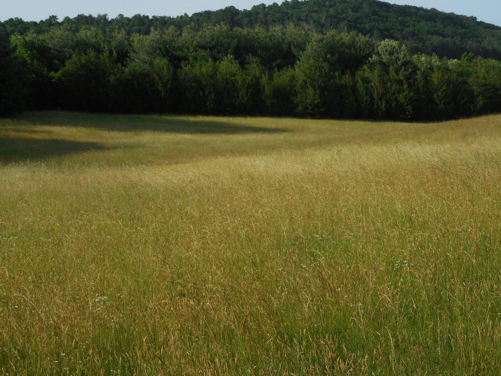 Tbd White Sands Road Greeneville, TN 37743 - Photo 1 of 7 DSCN5245