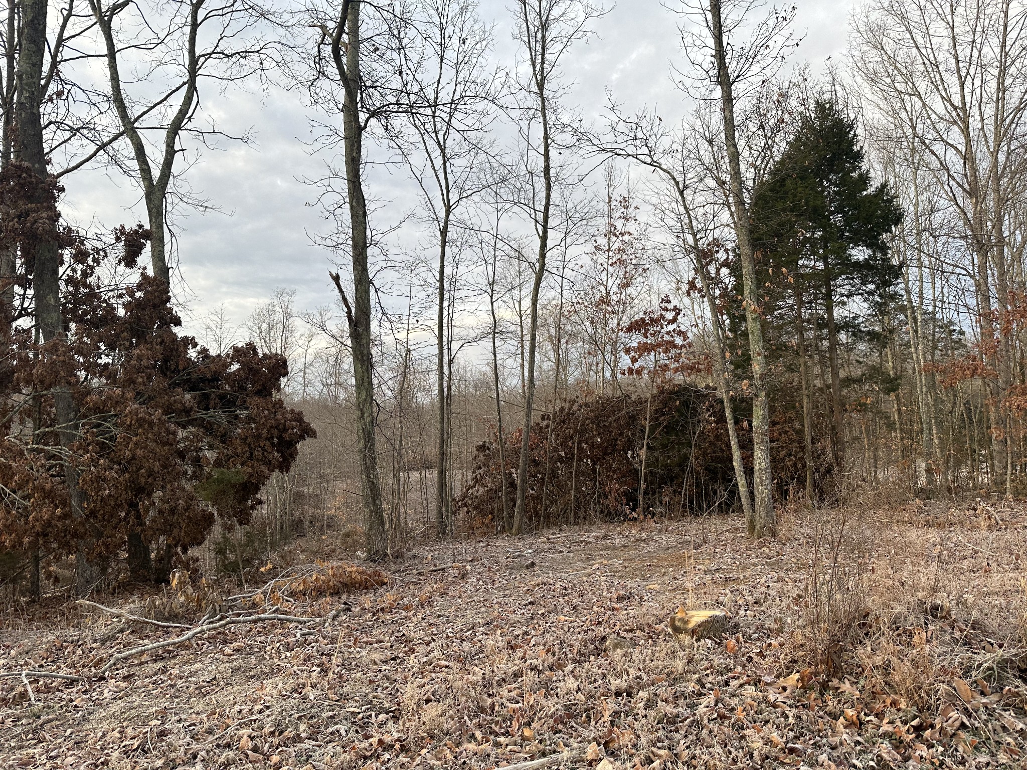 0 Red Oak Road Charlotte, TN 37036 - Photo 4 of 5 Gallery Image 4