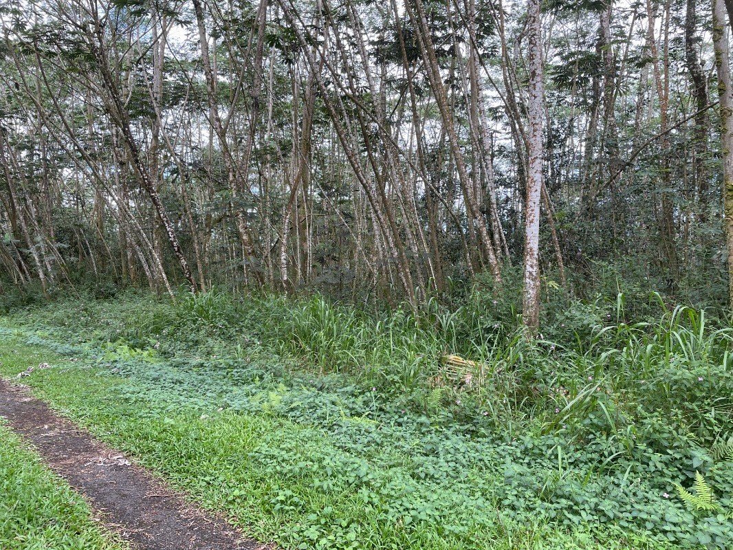 292 Paradise Road Pahoa, HI 96778 - Photo 5 of 5 Gallery Image 5