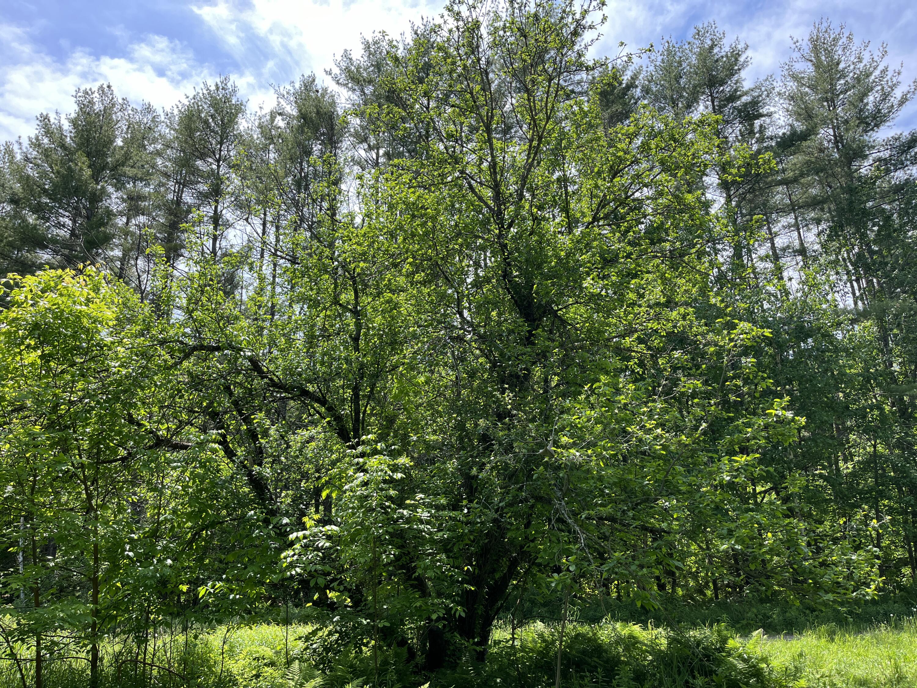 51 Sandy River Road Mercer, ME 04957 - Photo 33 of 44 lower-apple-tree_53876093848_o